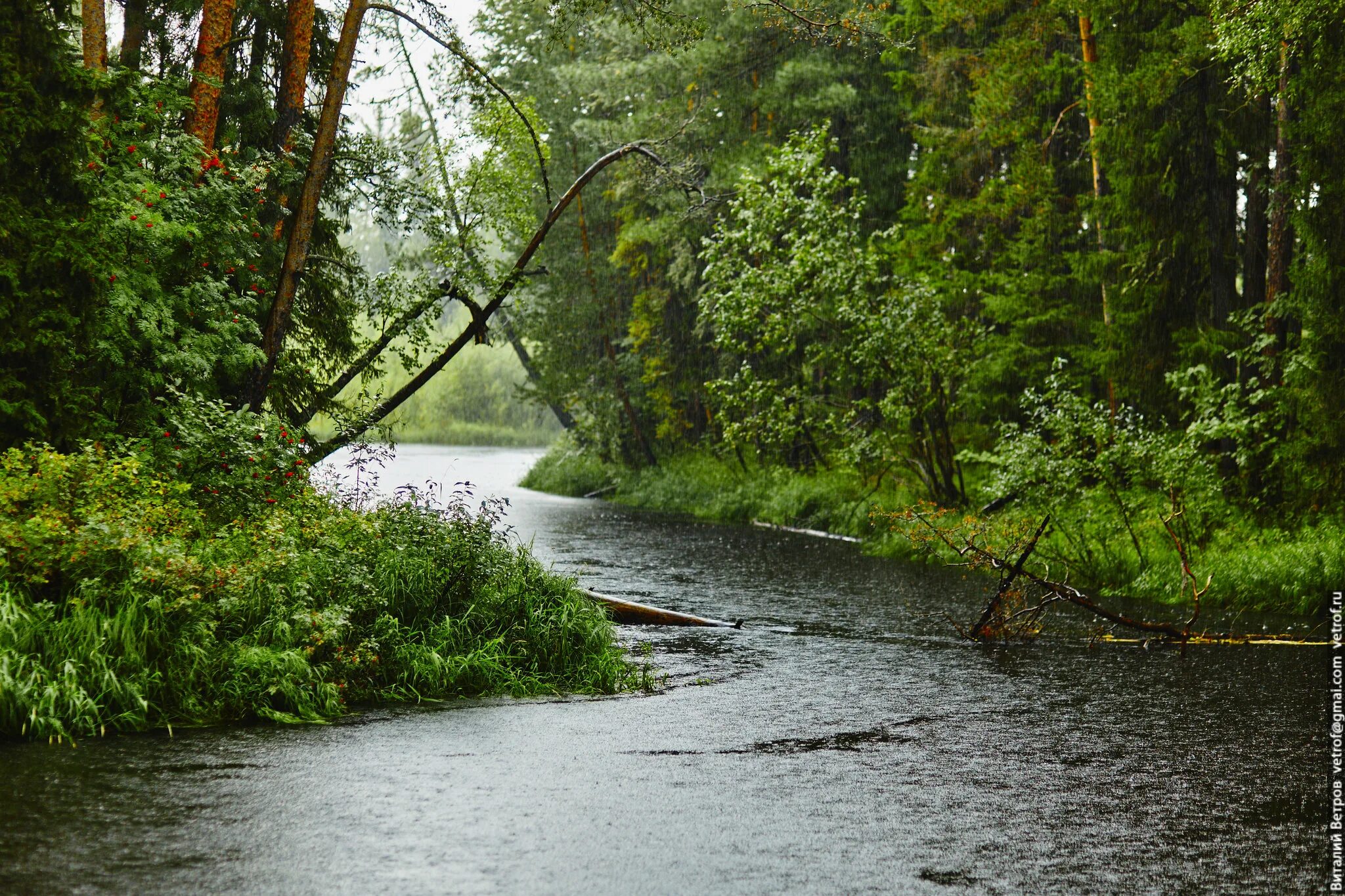 черная речка местность. питер черная речка район. ремонт речка черный. чёрная речка (приток большой невки) пушкин. река черная санкт-петербург.