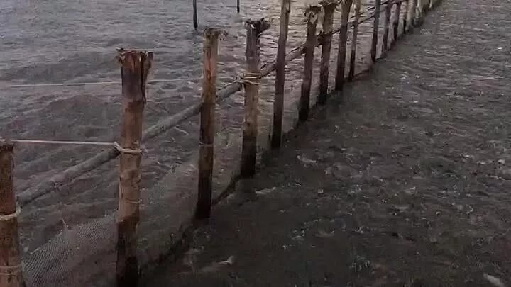 Заездок для рыбалки. Заездок на реке. Заездки на Амуре. Заездки для ловли рыбы на Амуре.