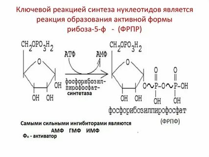 Реакции синтеза нуклеотидов