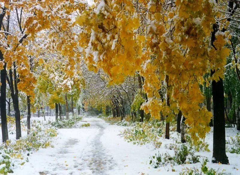 Первый снег утром картинки. Первый снег красиво. Ноябрь скоро зима. Листопад в снегу. Поздняя осень для детей.