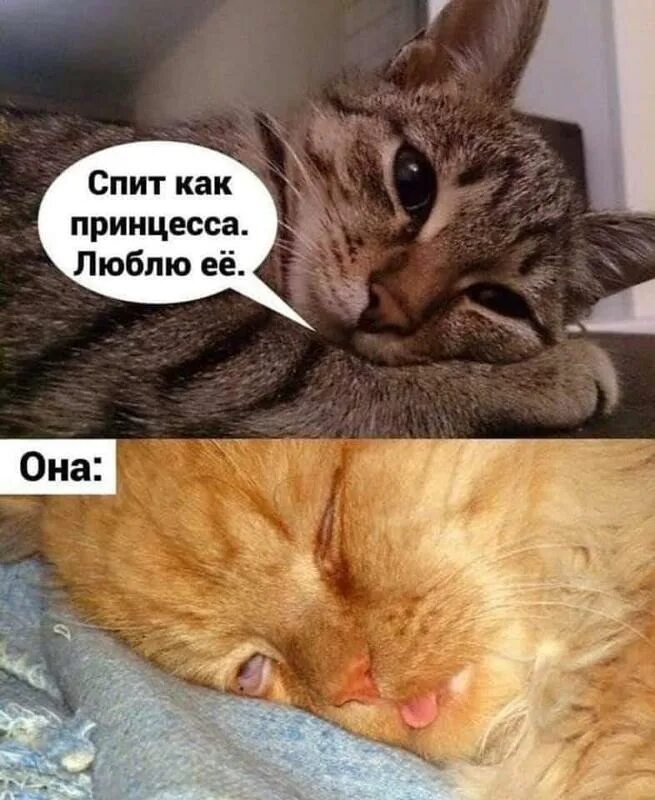 Тоже хочет спать. Мемы с котиками. Кот Мем. Мемы с котами и надписями. Шутка про спящую кошку.