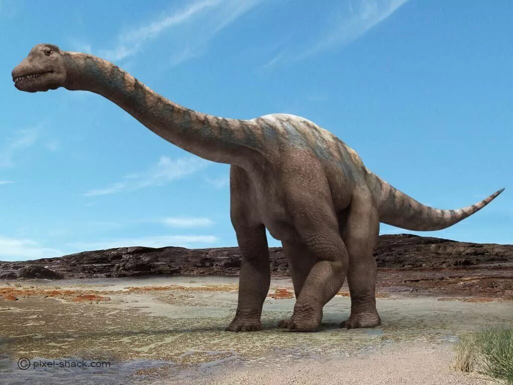 Больше про динозавров. Диплодок Аргентинозавр. Argentinosaurus динозавр. Зауроподы Аргентинозавр. Титанозавр зауропод.