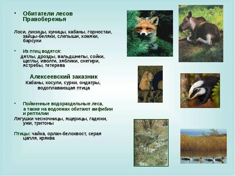 Текст о животных обитающих в лесу