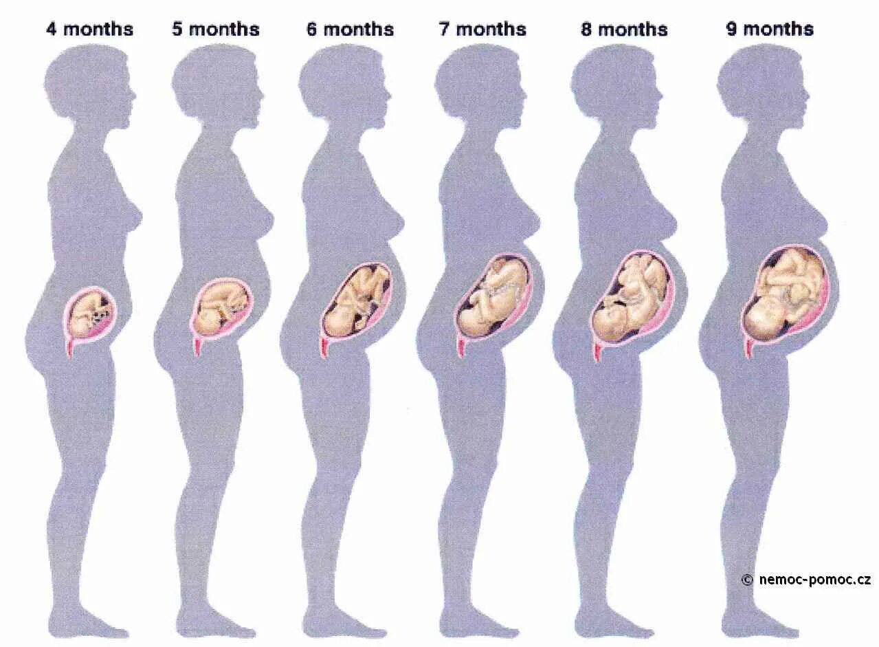 Ребёнок 5 месяцев беоеменности. Ребенок в животе по неделям. Формирование ребенка по неделям. На каком сроке ощущается
