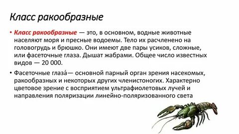 Общая характеристика типа членистоногие 8 класс