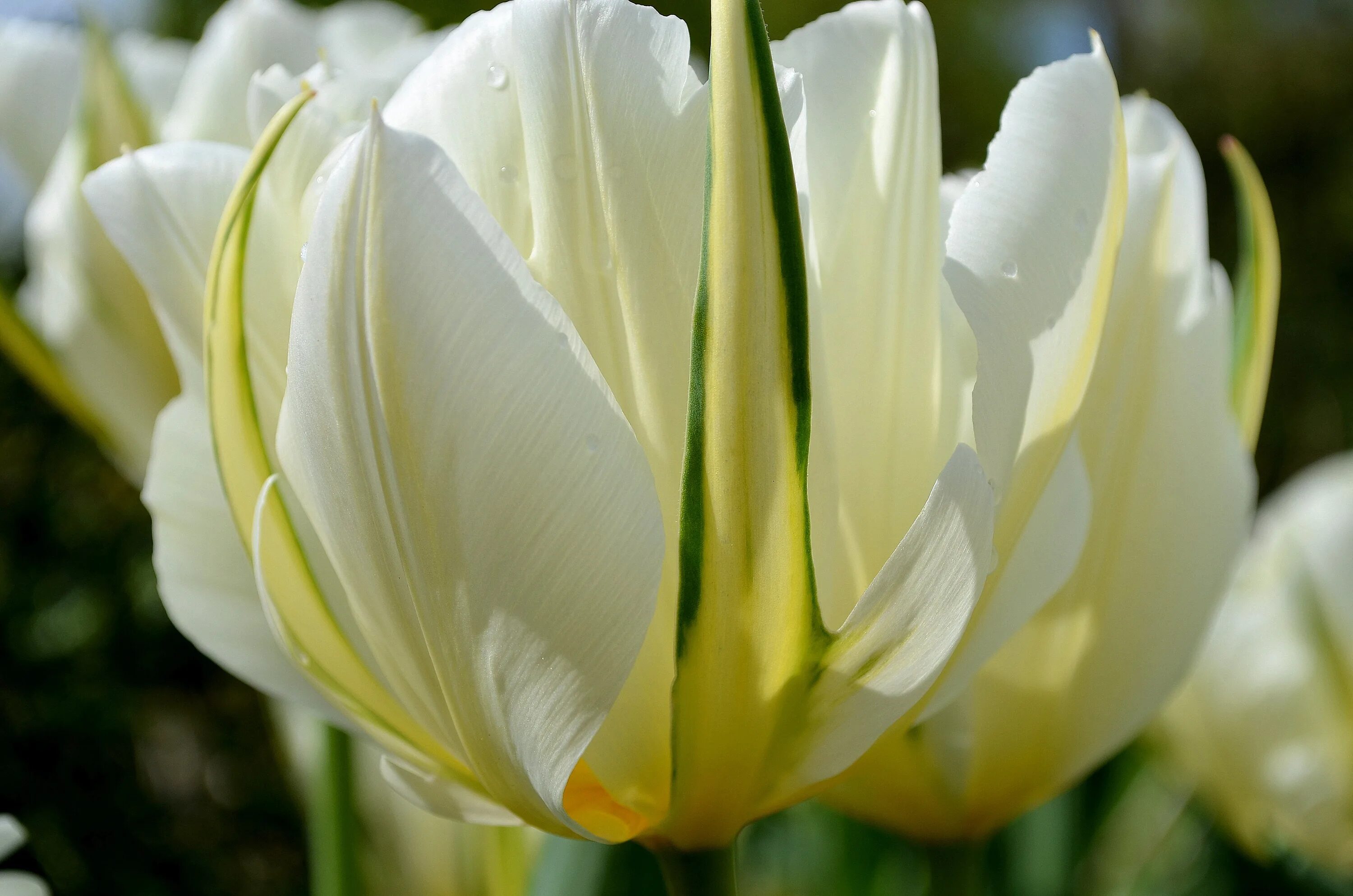 White tulip