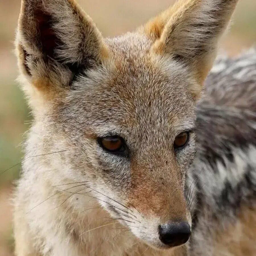 Как выглядят шакалы фото. Чепрачный Шакал. Шакал чепрачный (canis mesomelas). Азиатский Шакал. Золотой Шакал.