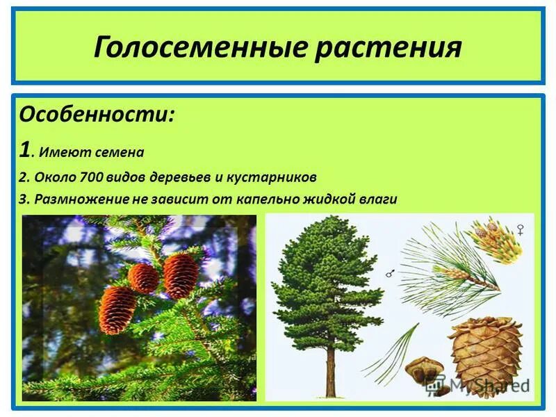 К голосеменным высшим растениям относятся. Отдел голосеменных растений кустарники. Отдел Голосеменные растения 9 класс биология. Три представителя голосеменных растений. Голосеменные отдел семенных растений.