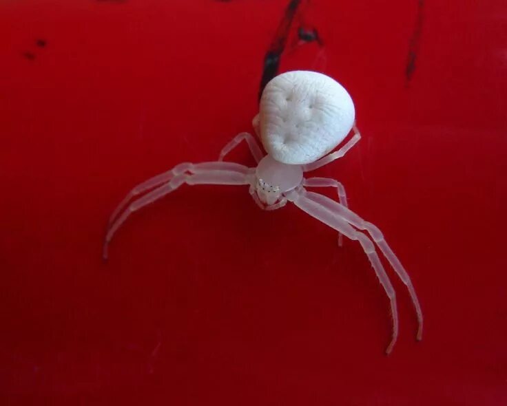 Белый паук с красными пятнами. Каракурт альбинос. Araneus quadratus луговой крестовик. Паук с красным пятном на брюшке. Паук мизгирь крестовик.
