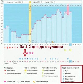 Сколько овуляций в год у женщины