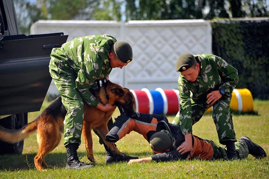 Кинолог высшее. Служебные собаки. Подготовка служебных собак. Спортивно служебные собаки. Служебных собак (Кинологический.