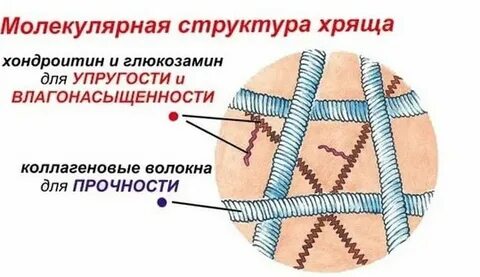 Строение хряща