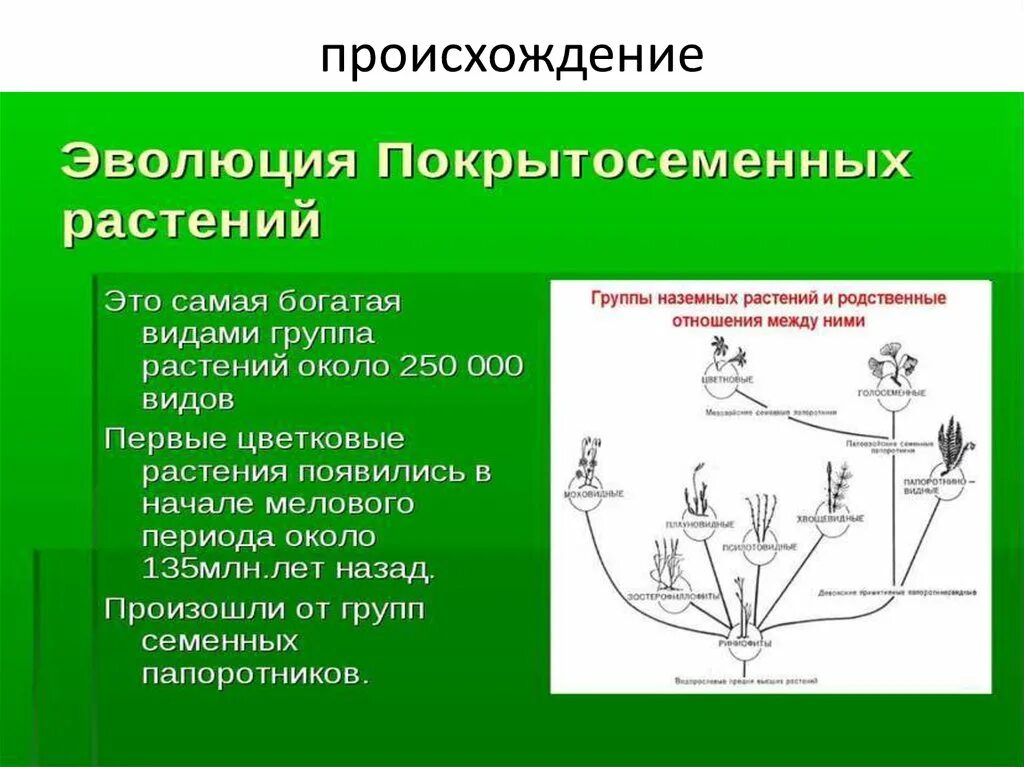 Происхождение возникновение развитие. Происхождение покрытосеменных растений схема. Возникновение покрытосеменных. Появление цветковых растений. Возникновение в процессе эволюции.