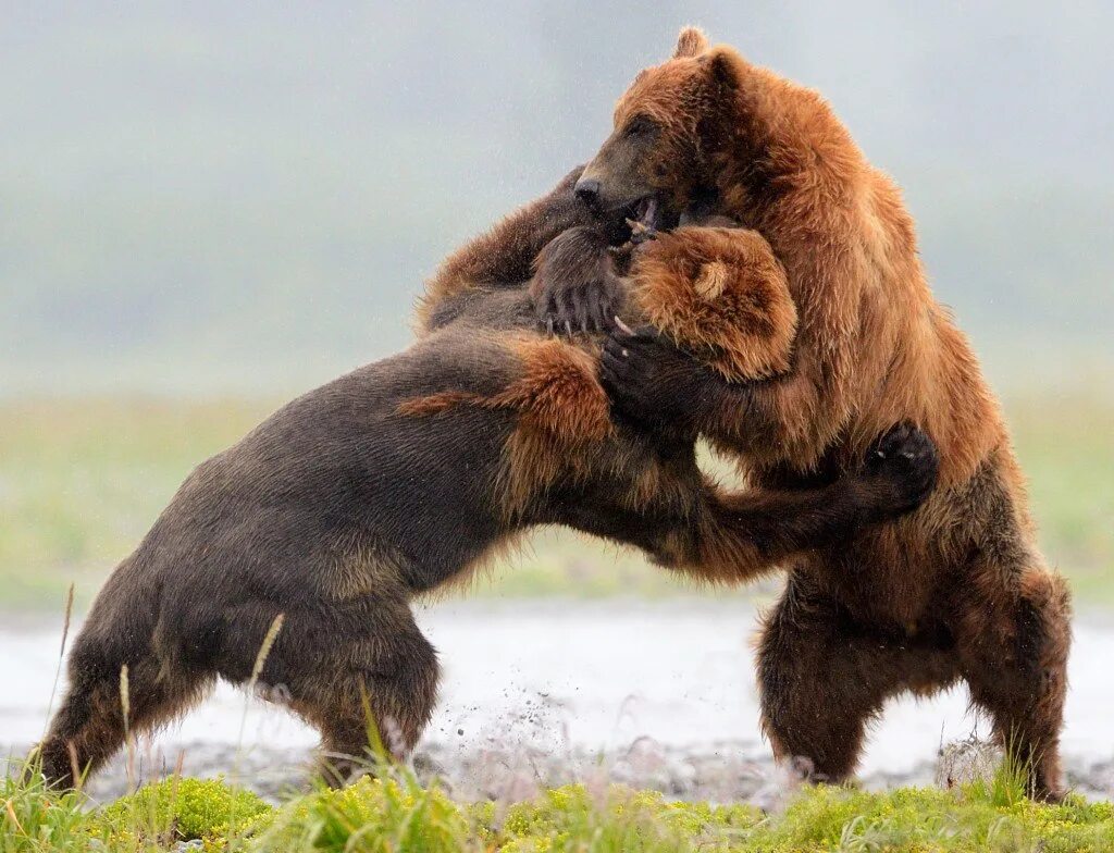 Гризли vs бурый медведь. Медведь Гризли против медведя Гризли. Медведь Гризли против бурого медведя.