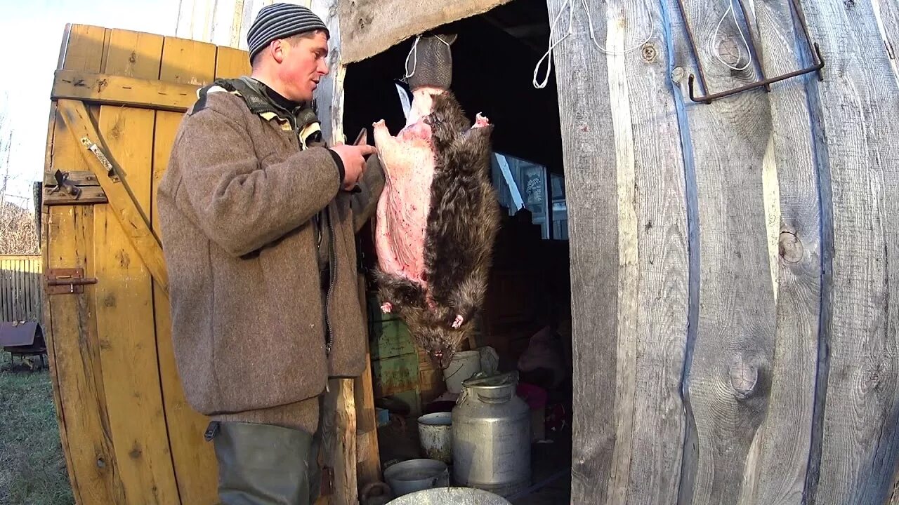 Разделать бобра шкурка. Прием бобра