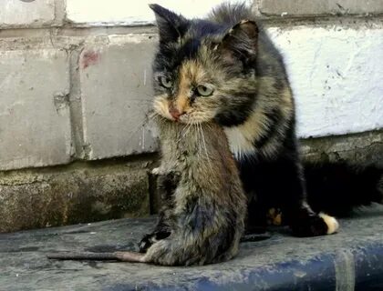 Кошка ловит крысу