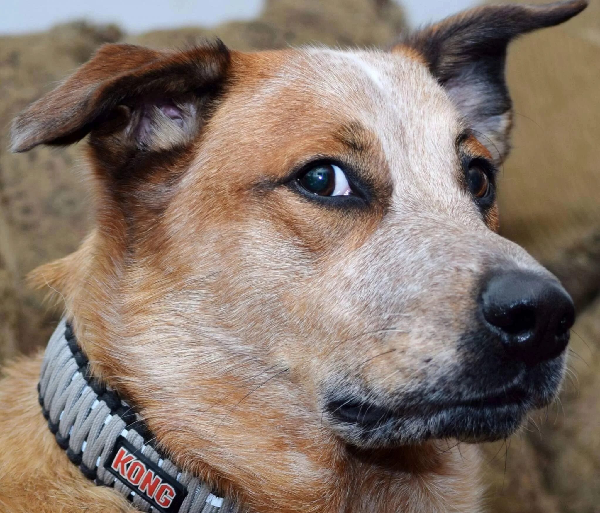 Чихуахуа подозревака. Боксер щенок серый. Собака подо. Подозрительная хаски. Подозрительное животное.