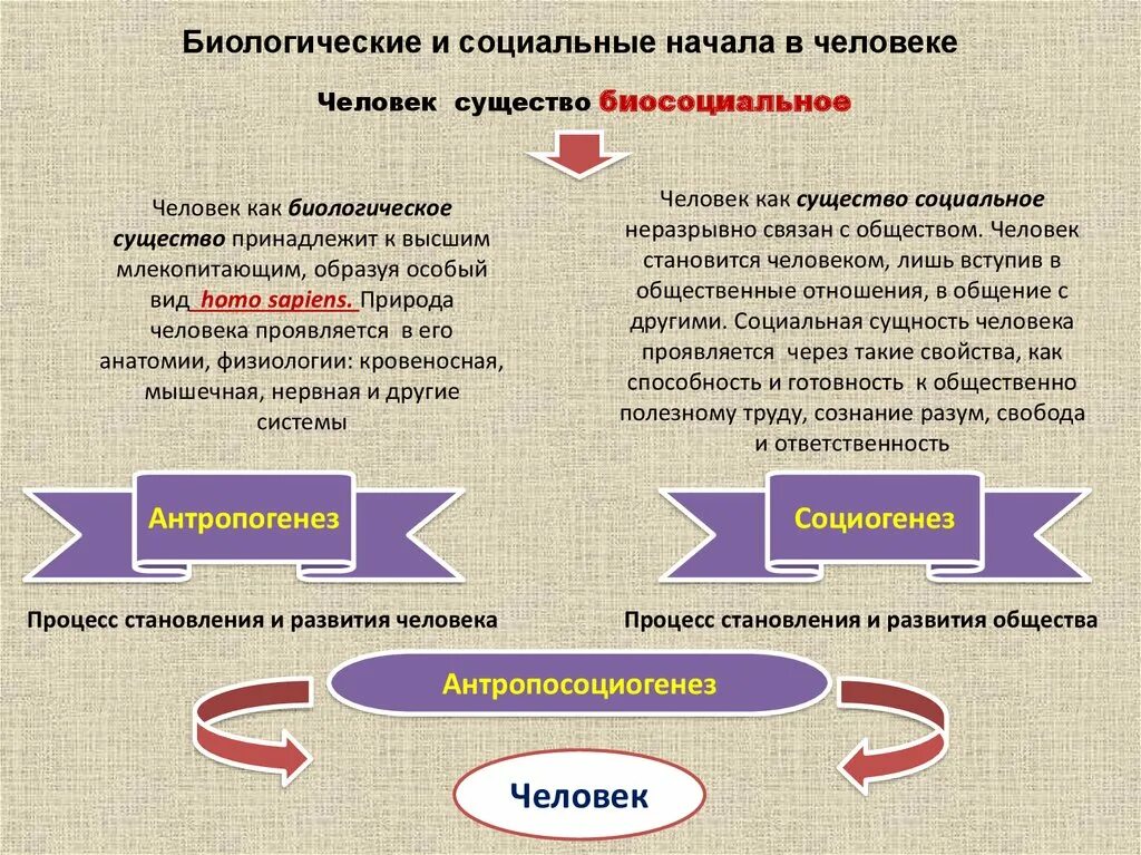 Биологическая природа человека понятия. Биологическое и социальное в человеке. Биологические и социальные начала в человеке. Биологическая и социальная сущность человека. Биологическое и социальное в человеке презентация.