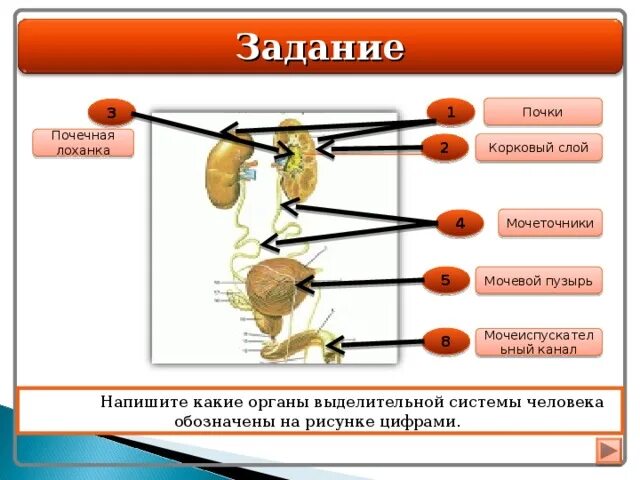 Какая структура выполняет выделительную функцию. Выделительная система почки корковый слой. Кластер выделительная система человека. Выделительная система человека задания. Цепочка выделительной системы.