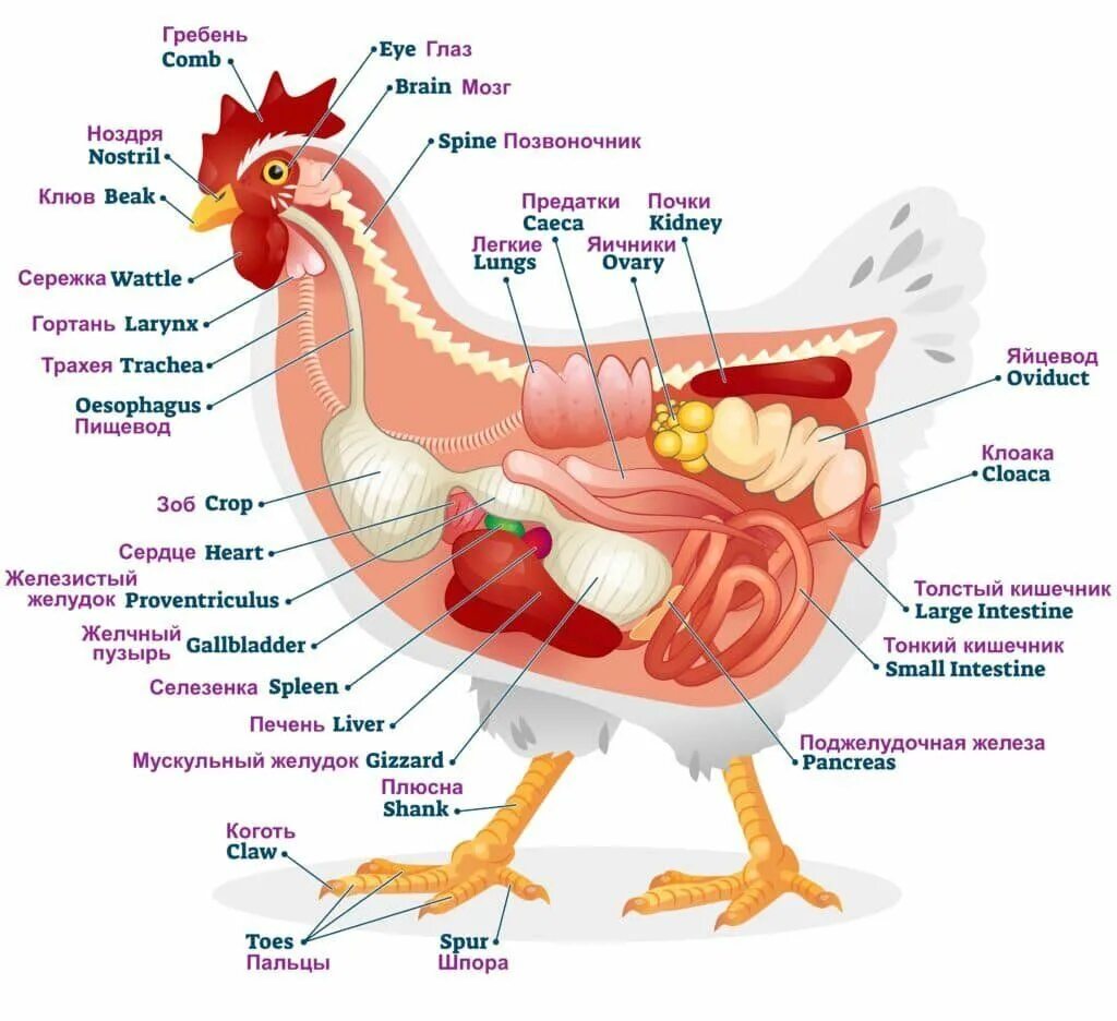 Строение курицы внутренние органы. Внутреннее строение курицы. Пищеварительная система курицы схема. Анатомия курицы несушки.