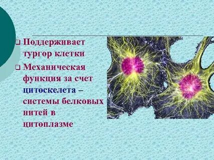 Противодействует тургору органоид