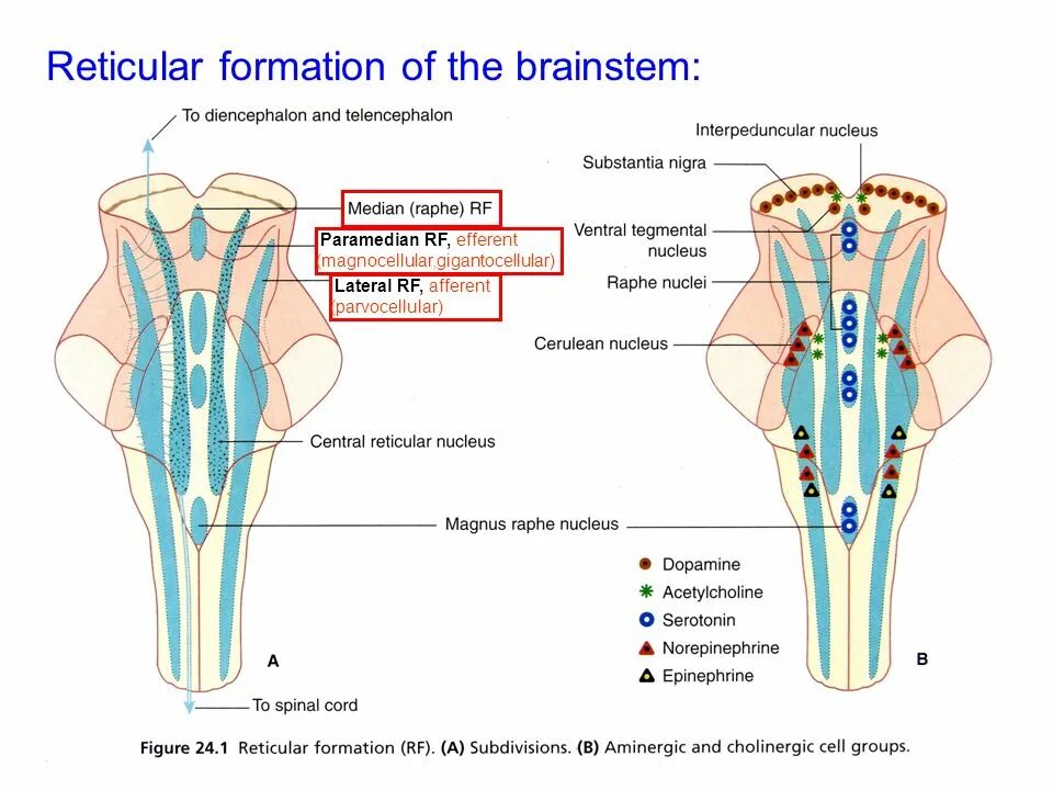 Formatio reticularis. Reticular formation structure. reticular formation functions. reticular activating system. reticular.