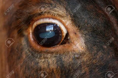 Cow eye