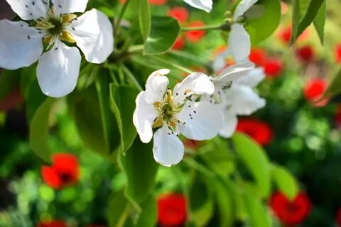 Ағаштағы гүлдер