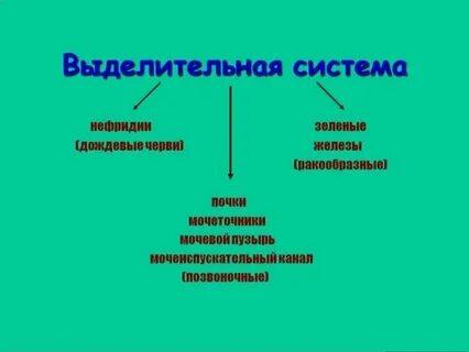 Выделение у животных конспект урока 8 класс