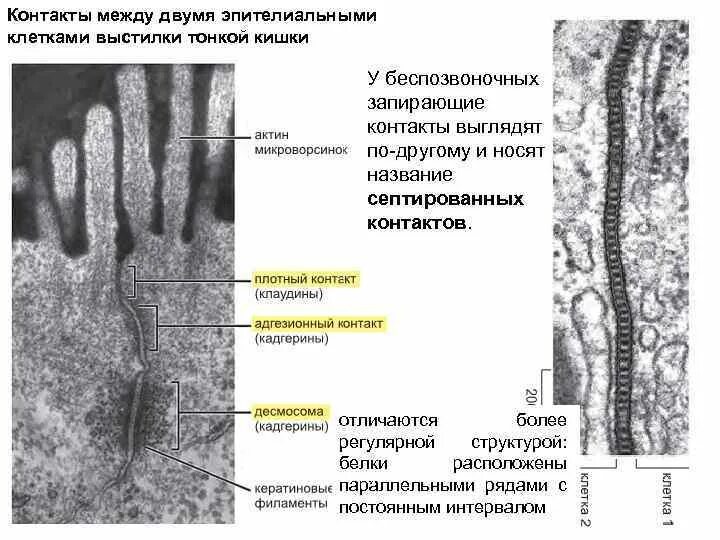 Между клетками есть. Схема строения межклеточных контактов. Межклеточные соединения (контакты). Межклеточные контакты в эпителии. Контакты между эпителиальными клетками.