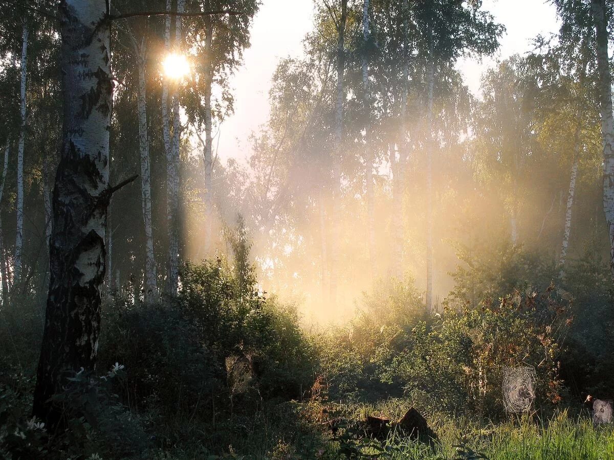 Солнечный луч солнечный дождик. Лес после дождя. Лес после дождя солнце. Утро в лесу. Ранний рассвет в лесу.