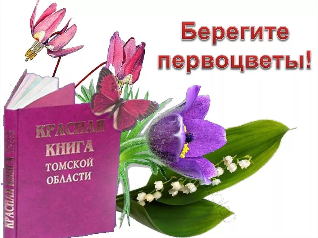 сохранение первоцветов. акция первоцветы. акция первоцветы. акция в защиту первоцветов. экологическая акция первоцветы в детском саду.