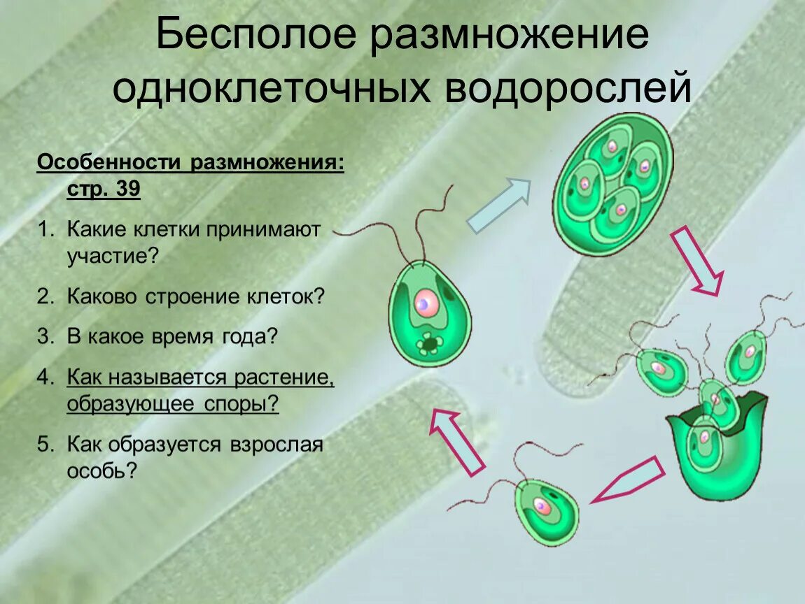 Клетка бесполого размножения водорослей. Бесполое размножение одноклеточных водорослей схема. Бесполое размножение одноклеточных водорослей. Одноклеточные водоросли размножаются. Бесполое размножение одноклеточн.