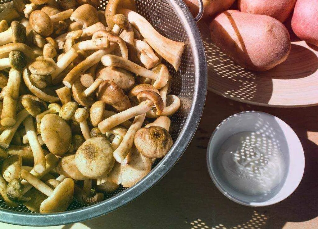 Можно ли готовить грибы. Грибы опята жареные. Вареные грибы опята. Жареные опята. Опята что приготовить.