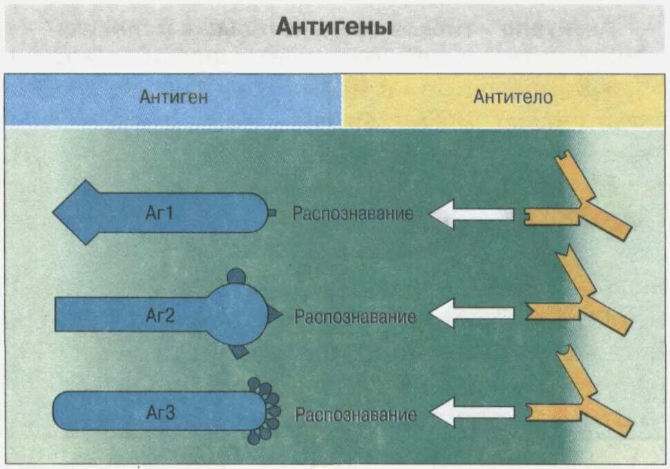 Антигены антитела иммунный ответ. Антиген антитело. Иммунная система антигены и антитела. Антиген и антитела разница. Схема антиген антитело.