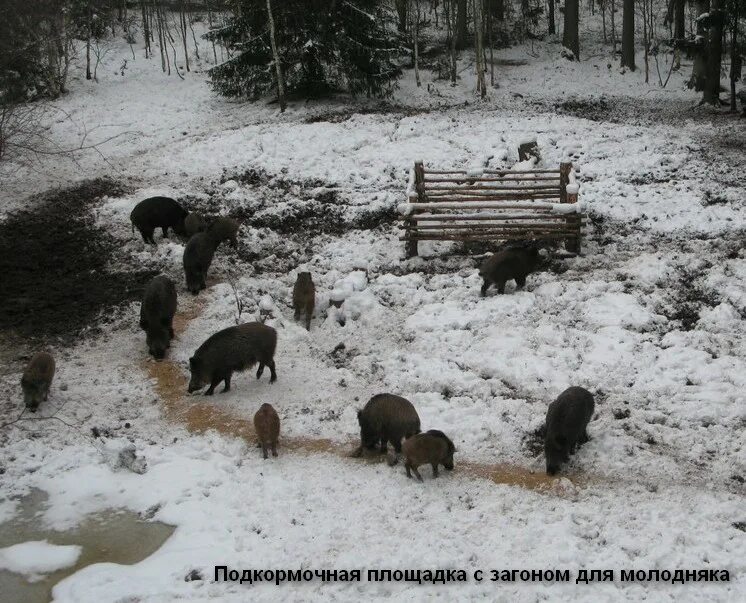 Содержание животных зимой. Подкормочная площадка для диких кабанов. загон для кабанов вальхейм. подкормочные поля для кабанов. подкормка животных зимой.