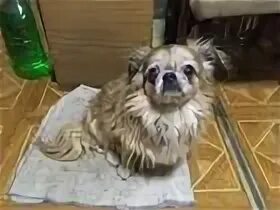 Отдам пекинеса в добрые