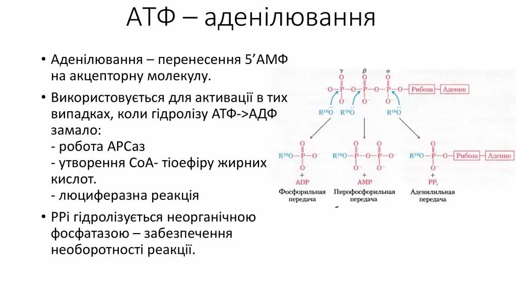 Атф это. Азотистое основание АТФ. АТФ уколы для внутримышечного введения. Причины макроэргичности АТФ. Макроэргичность АТФ биохимия.