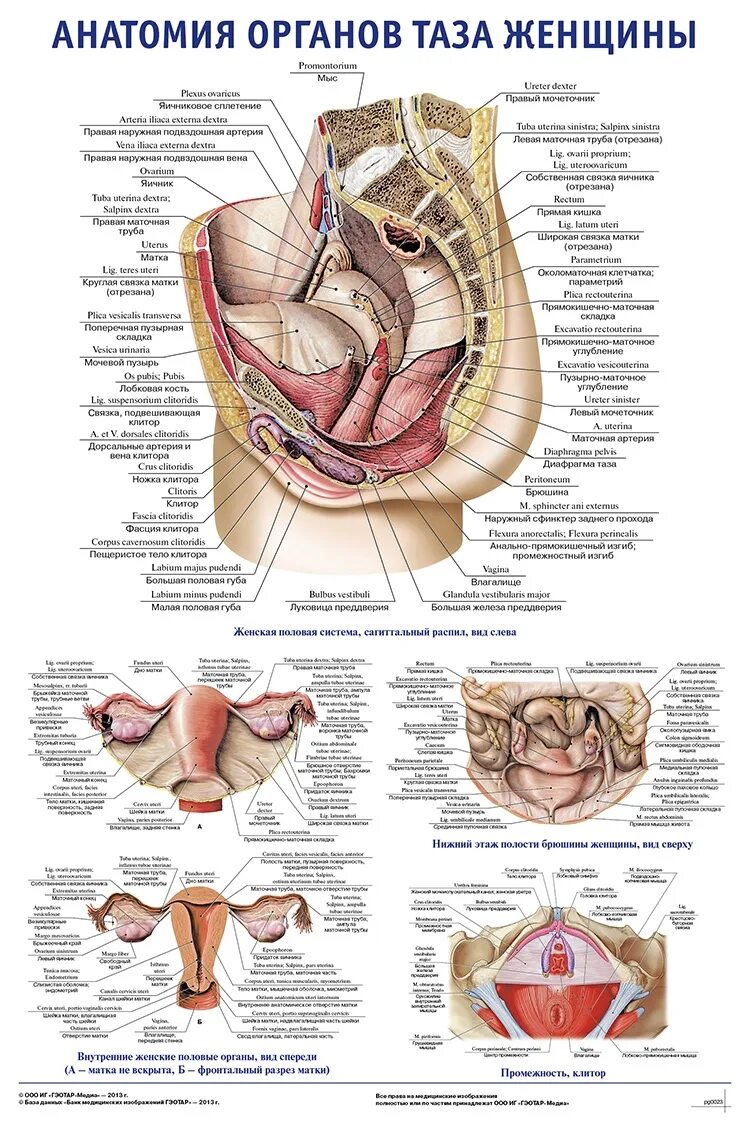 Большие внутренние половые. Анатомия женских органов малого таза. Анатомическое строение органов малого таза женщины. Малый таз у женщин анатомия. Внутреннее строение половых органов анатомия.