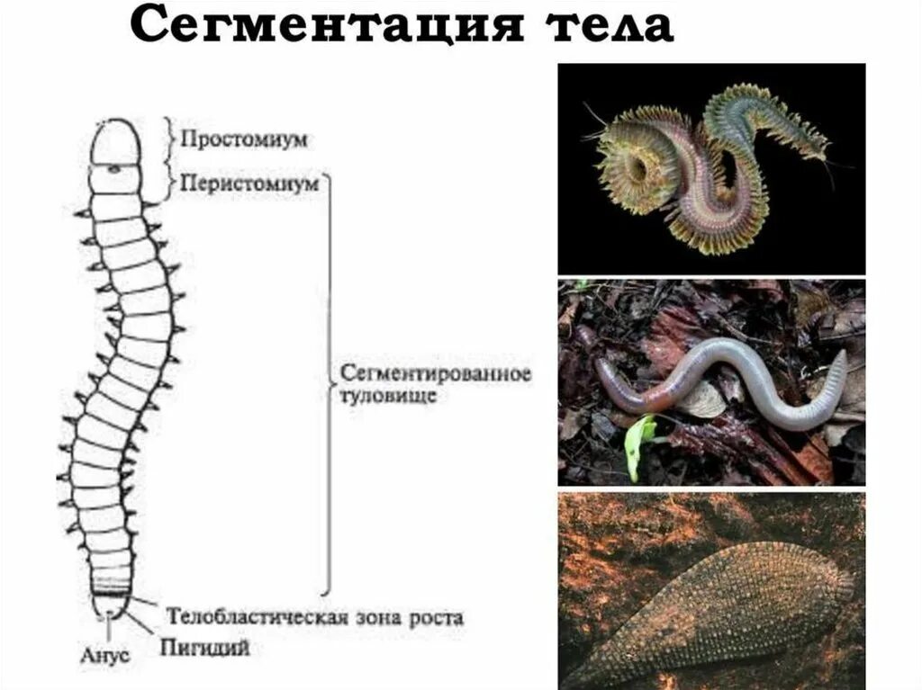 Сегментация кольчатых червей. Сегментация тела кольчатых червей. Строение сегмента кольчатых червей. Сегменты тела кольчатых червей. Сегментированное тело у каких