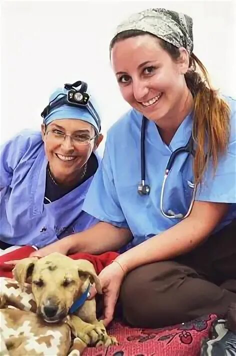 Volunteers help animals. Veterinary World. International Veterinary Doctor's Day. World Veterinary Day. World Veterinary Day logo.