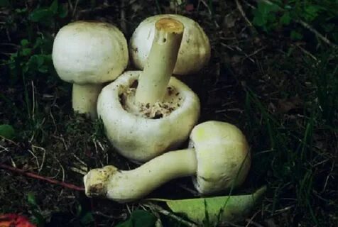 Шампиньон лесной ложный