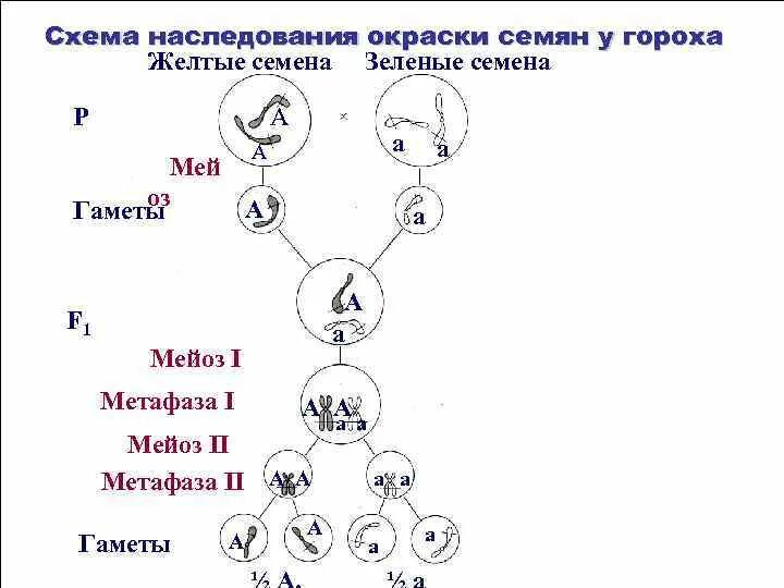 Сколько типов гамет образует растение зеленоплодного сорта