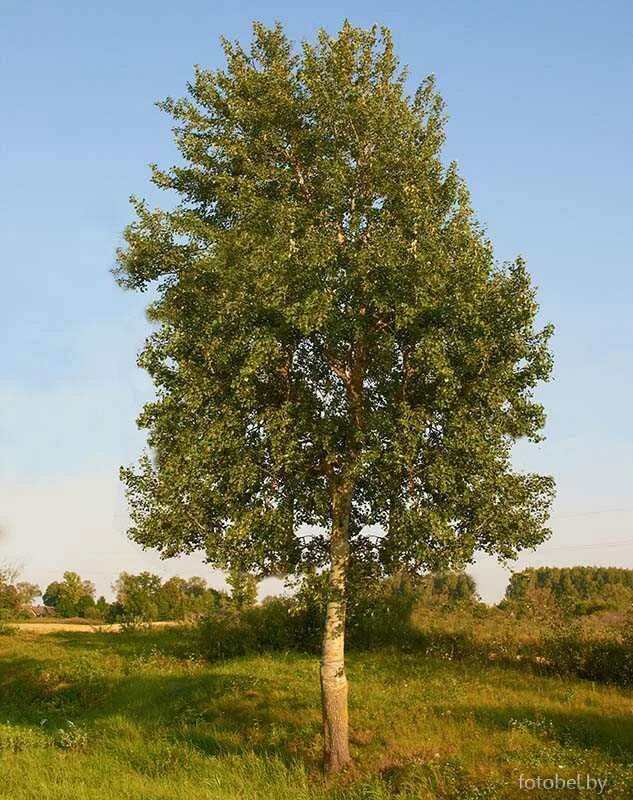Осина обыкновенная (Populus tremula). Осина обыкновенная (Pópulus trémula). Populus tremula (осина дрожащая). Тополь дрожащий (осина) – Populus tremula. Осина тип дерева
