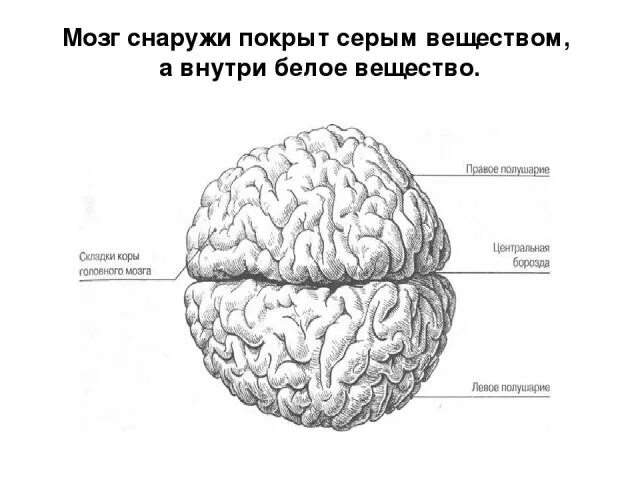 Мозг снаружи. Левое полушарие мозга. Серое вещество головного мозга снаружи. Мозг снаружи анатомия. Серый мозг латынь