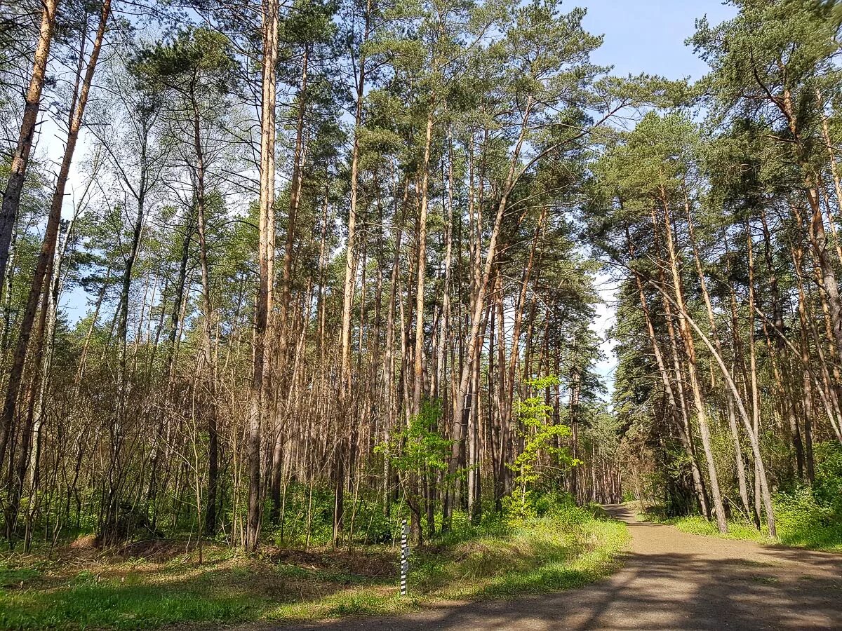 новый лес белгород. муромский лес белгород фото. улица константина заслонова белгород 52а. лесная хроника, на лесной тропе. заслонова 52д.