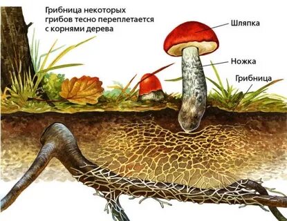 В чем связь между растениями и грибами