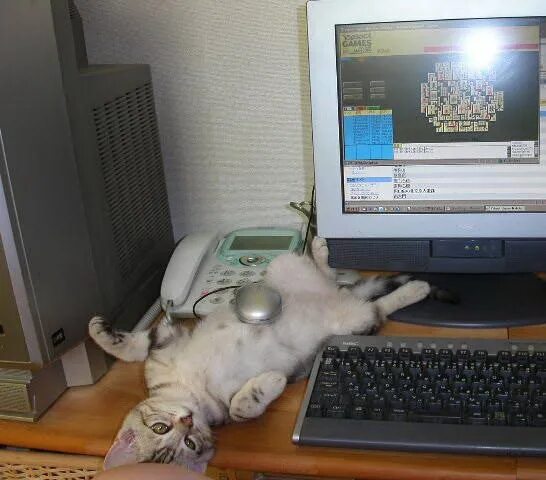 Брюхо не мешок в запас не поешь. Кот с компьютерной мышкой. Кот на компьютерном столе. Кот с компьютером Мем. Компьютерная мышка прикол.