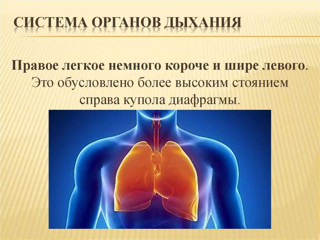 Правое легкое. Правое легкое больше левого. Правое легкое выше левого. Органы дыхания левое и правое легкое.