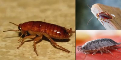 домашние насекомые